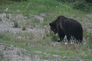 132 - Banff,Lake Louise,Morraine Lake  - IMG_0817